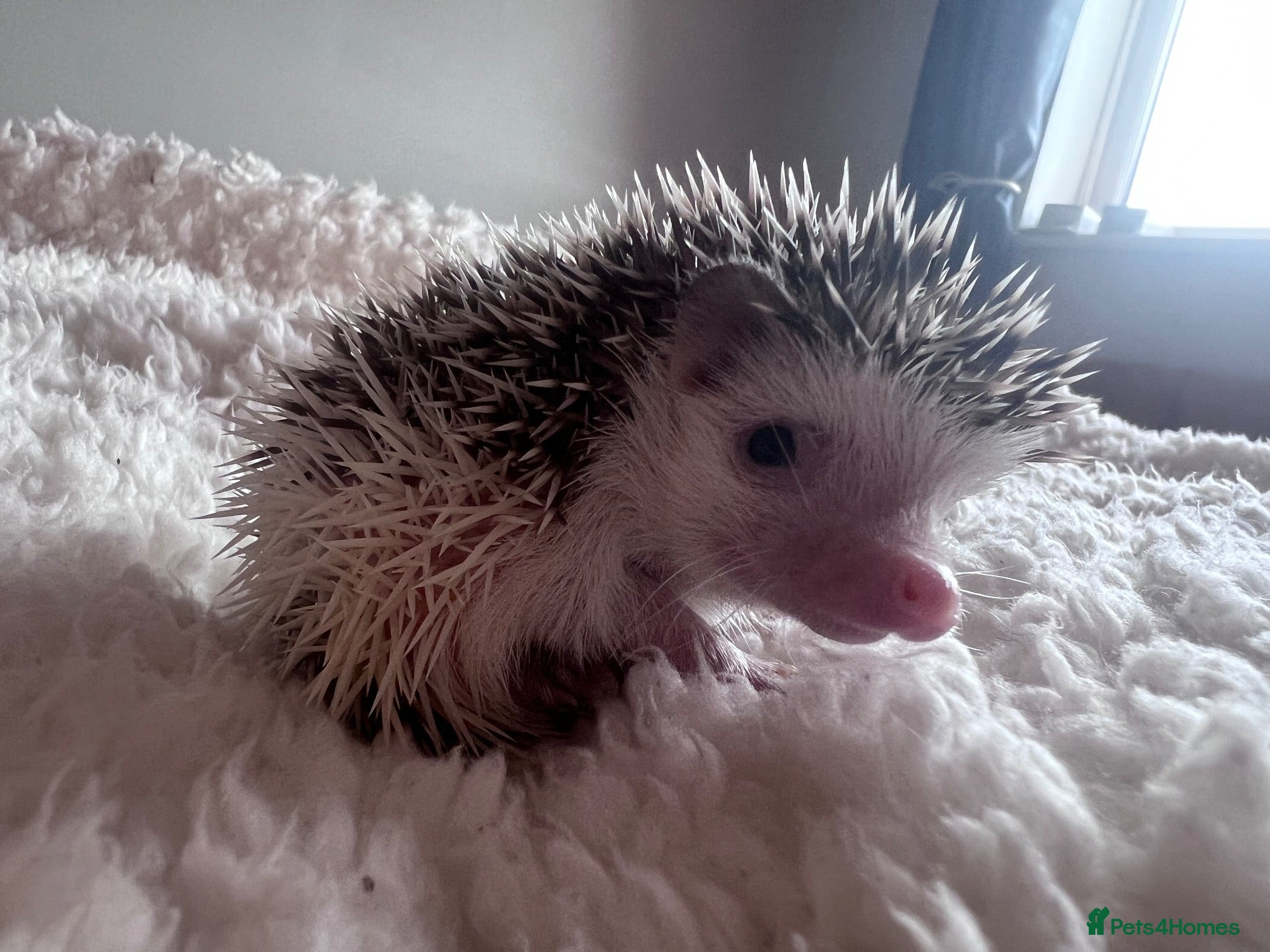 Pygmy Hedgehog rodents African Pygmy hedgehog hoglets  - Advert 10