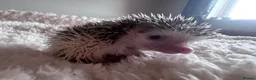 Pygmy Hedgehog rodents for sale: African Pygmy hedgehog hoglets  - Advert 6