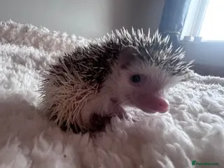 Pygmy Hedgehog rodents African Pygmy hedgehog hoglets - Advert 10