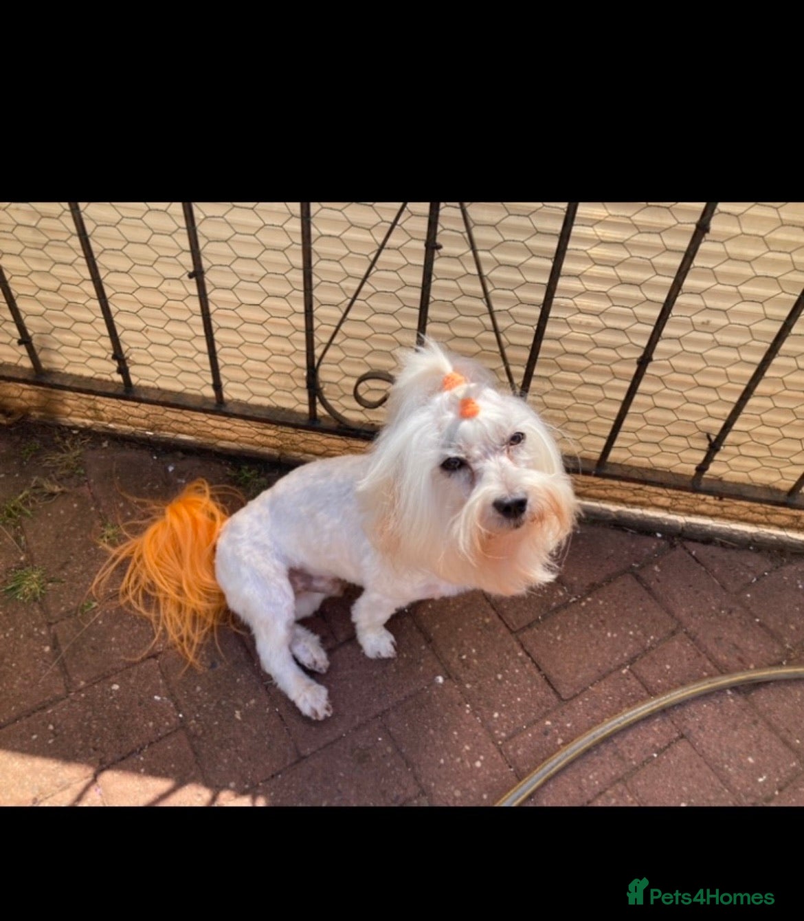 Toy Poodle dogs Stunning Maltese Boy at STUD in Coventry - Advert 16