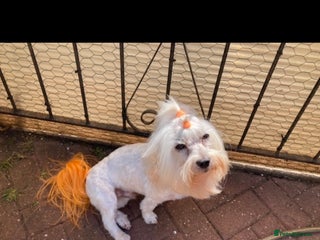 Toy Poodle dogs in Coventry - Advert 20