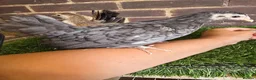 Chickens poultry for sale: Serama Pullets  - Advert 4