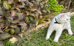 British Shorthair cats for sale: Rare polar-coloured(light silver/blonde)coat - Advert 9