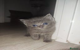 Ragdoll cats for sale: Half ragdoll kitten - Image 1