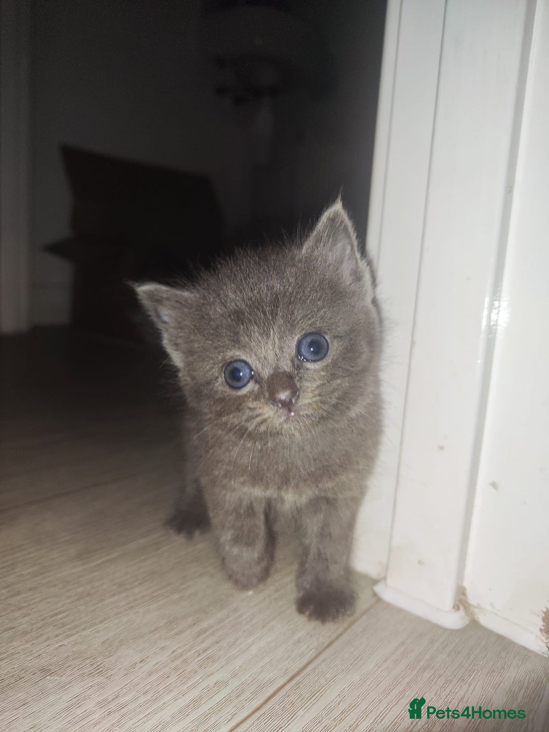 Ragdoll cats for sale: Half ragdoll kitten - Image 1