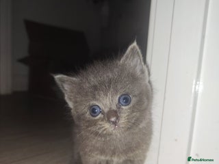 Ragdoll cats - Advert 26