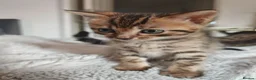 Bengal cats for sale: 1 Female Left!! Ready to leave Bengal Mix Kittens - Advert 11