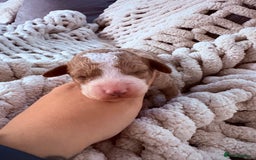Sproodle dogs for sale: F2 Sproodle Puppies - Image 8
