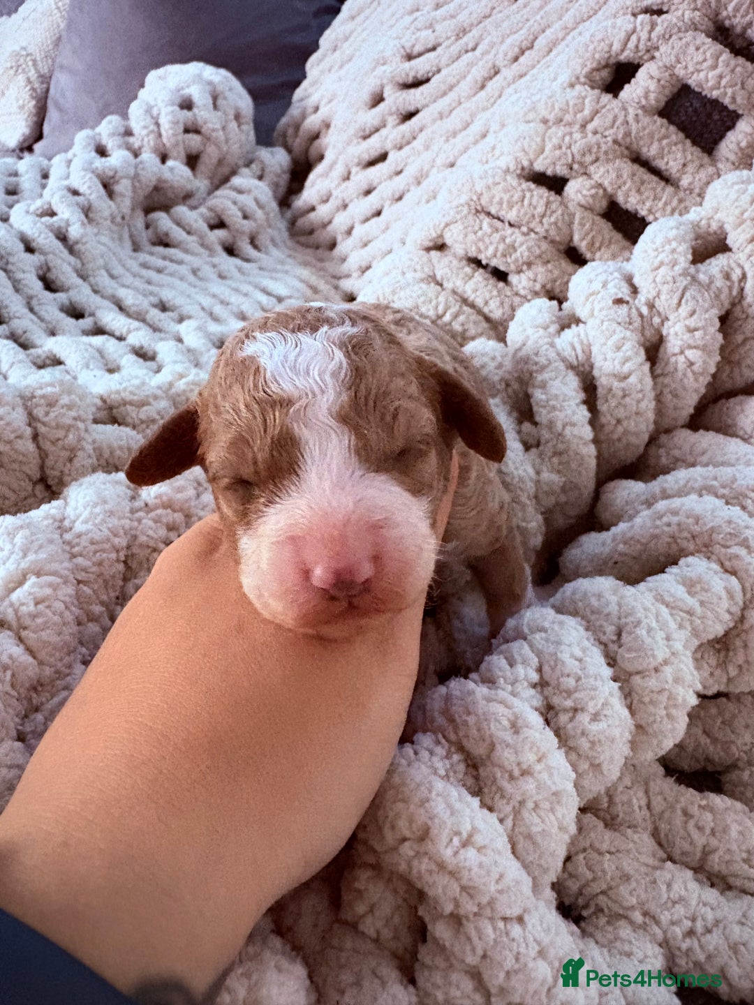 Sproodle dogs for sale: F2 Sproodle Puppies - Image 8