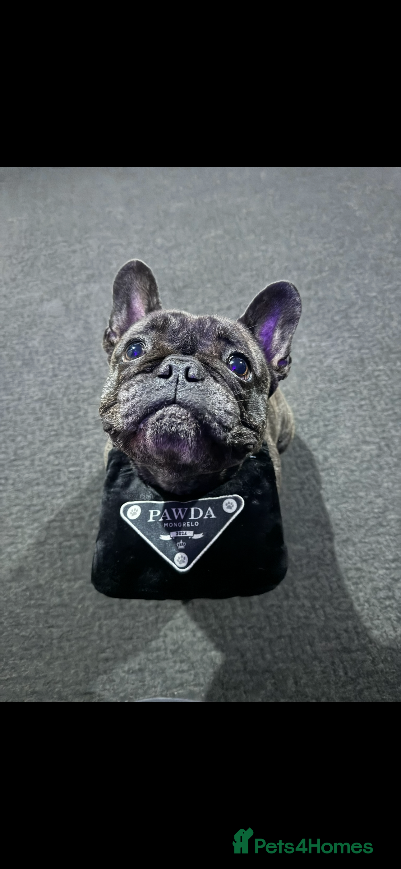 French Bulldog dogs Lovely Pedigree French Bulldog - Advert 1