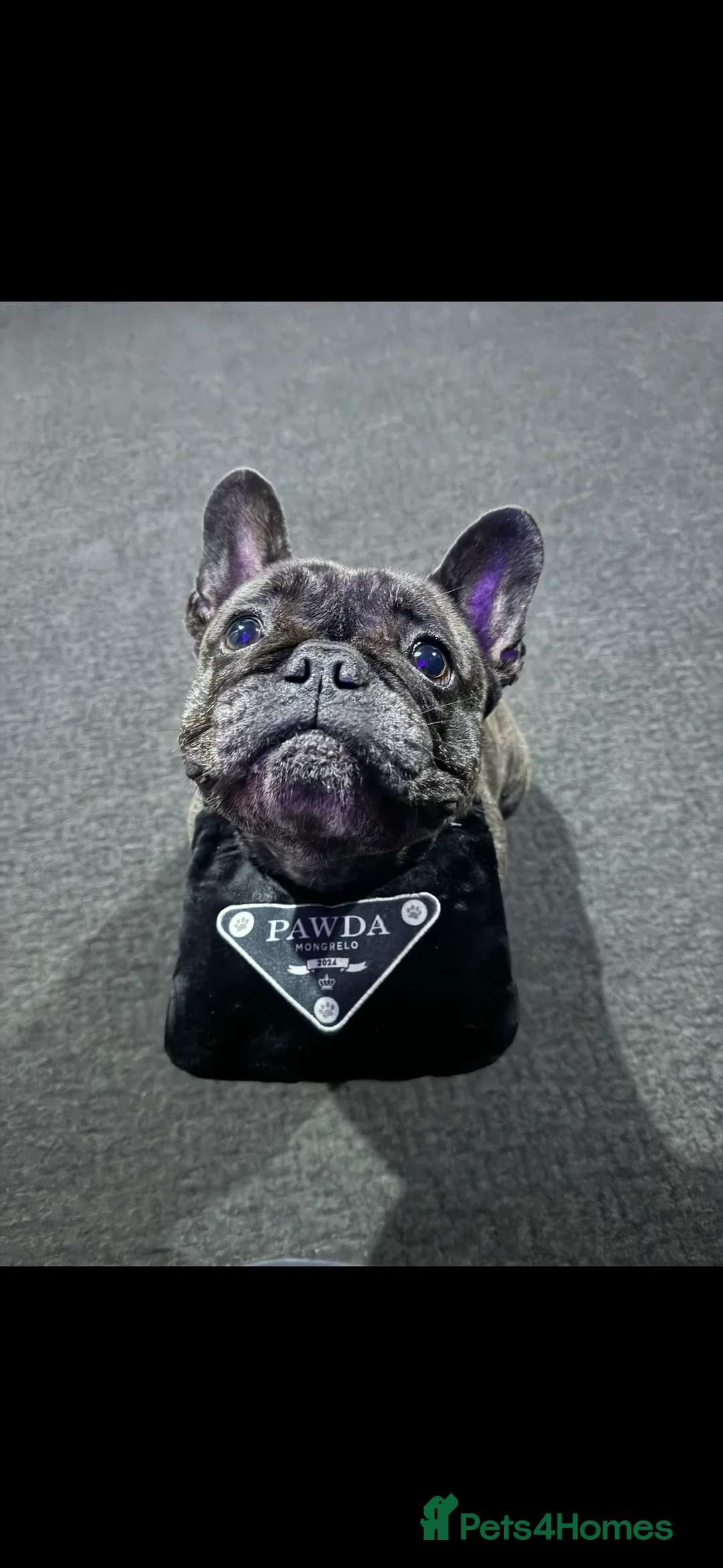 French Bulldog dogs for sale: Lovely Pedigree French Bulldog - Advert 1