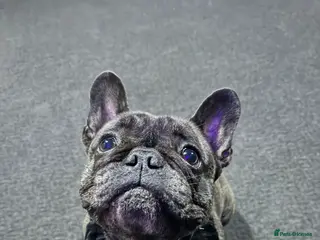 French Bulldog dogs Lovely Pedigree French Bulldog - Advert 2