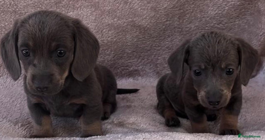 Dachshund dogs for sale: ❤️ Dachshund puppies ❤️ - Image 7