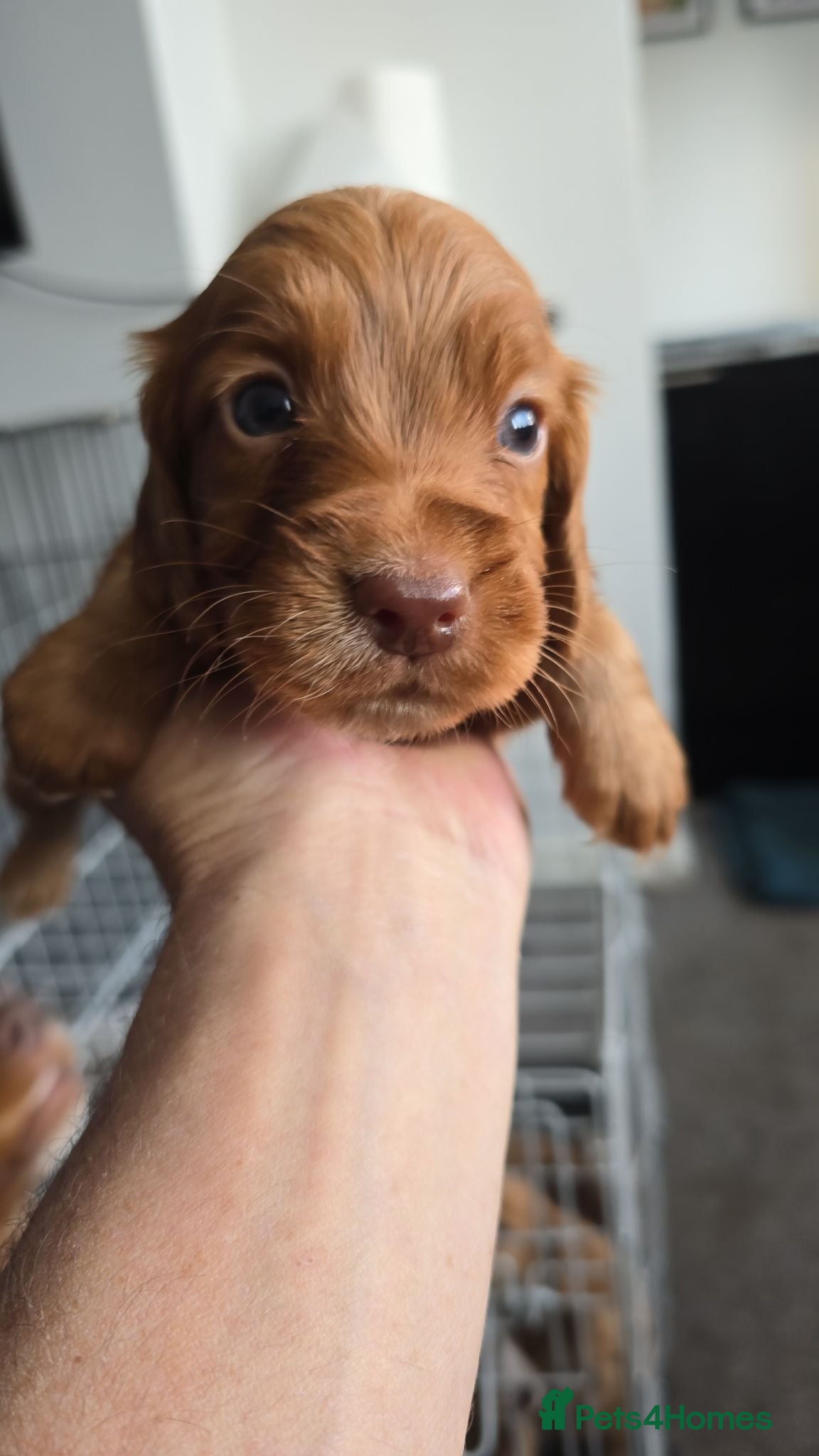 Cocker Spaniel dogs Stunning fox red working cockers - Advert 2