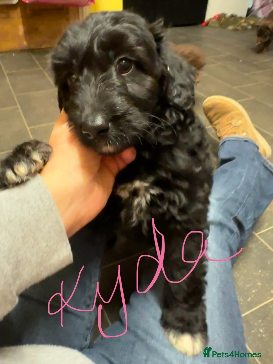 Mixed Breed dogs for sale: Solid, vacc'd, chipped. Mixed breed pups born 7/10 - Advert 2