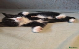 Mixed Breed cats for sale: 8 cute kittens for sale - 5 boys, 3 girls  - Image 13