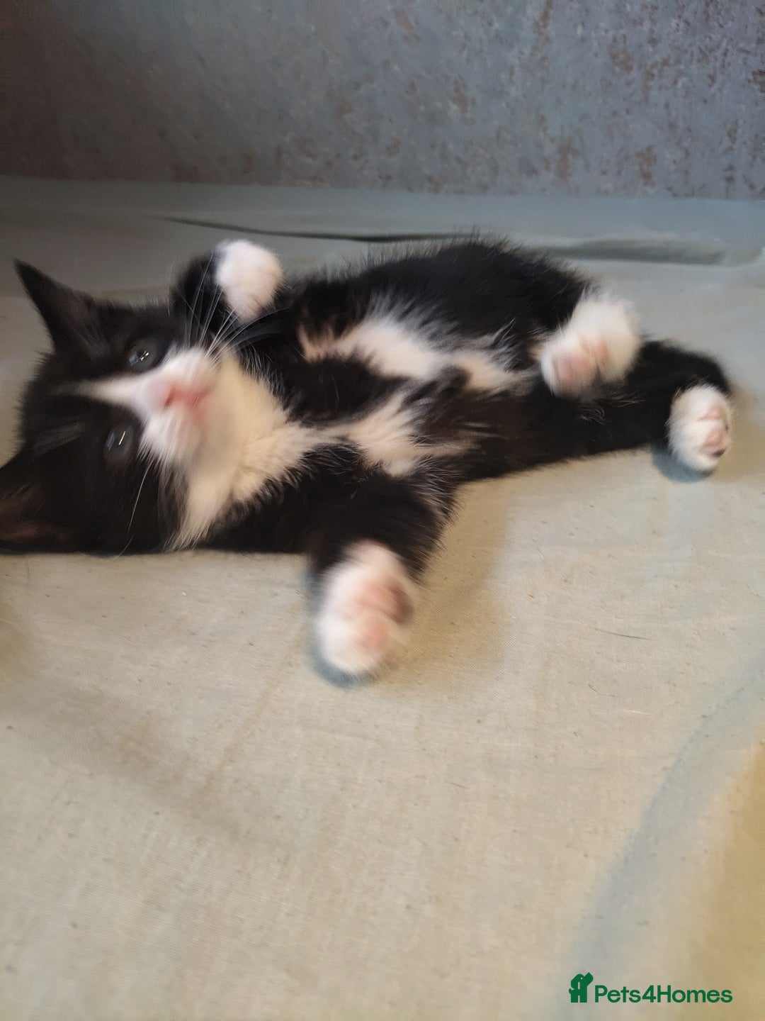 Mixed Breed cats for sale: 8 cute kittens for sale - 5 boys, 3 girls  - Image 13