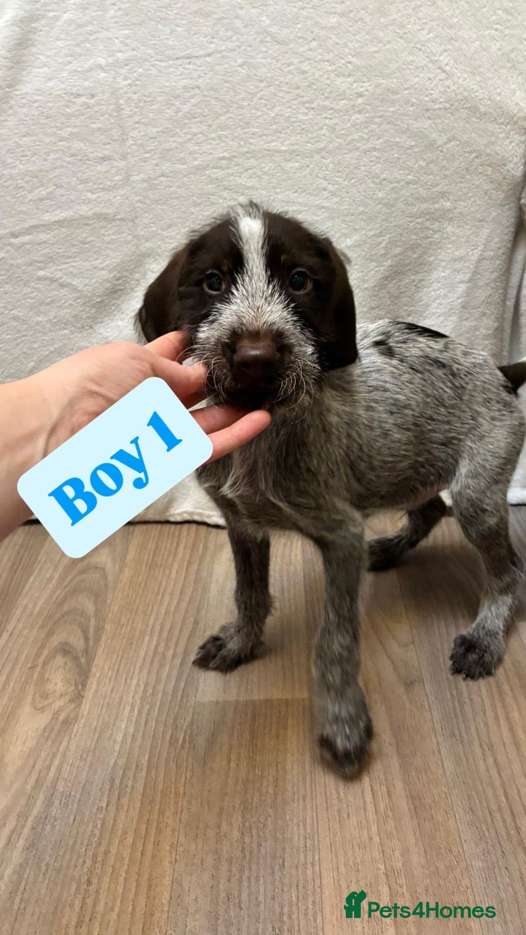 German Wirehaired Pointer dogs for sale: German wire hair pointers for sale - Advert 11