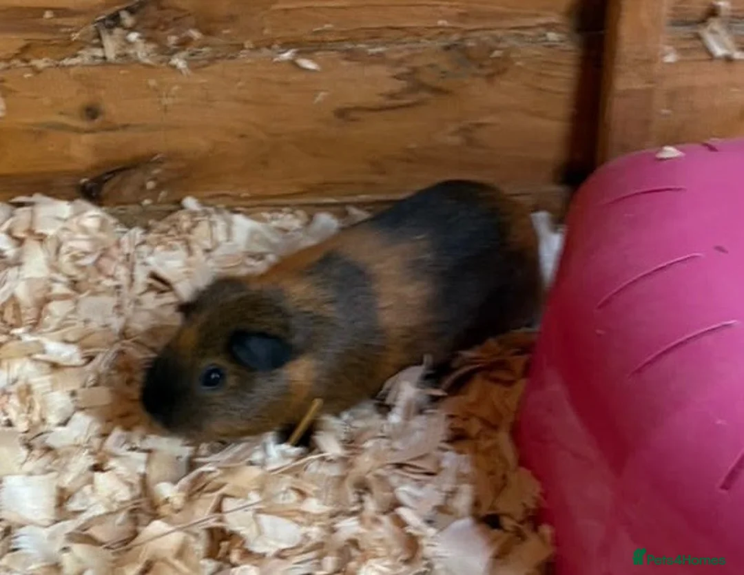 Mixed Breed rabbits for sale: 6 month old male guinea pig  in Okehampton - Advert 1