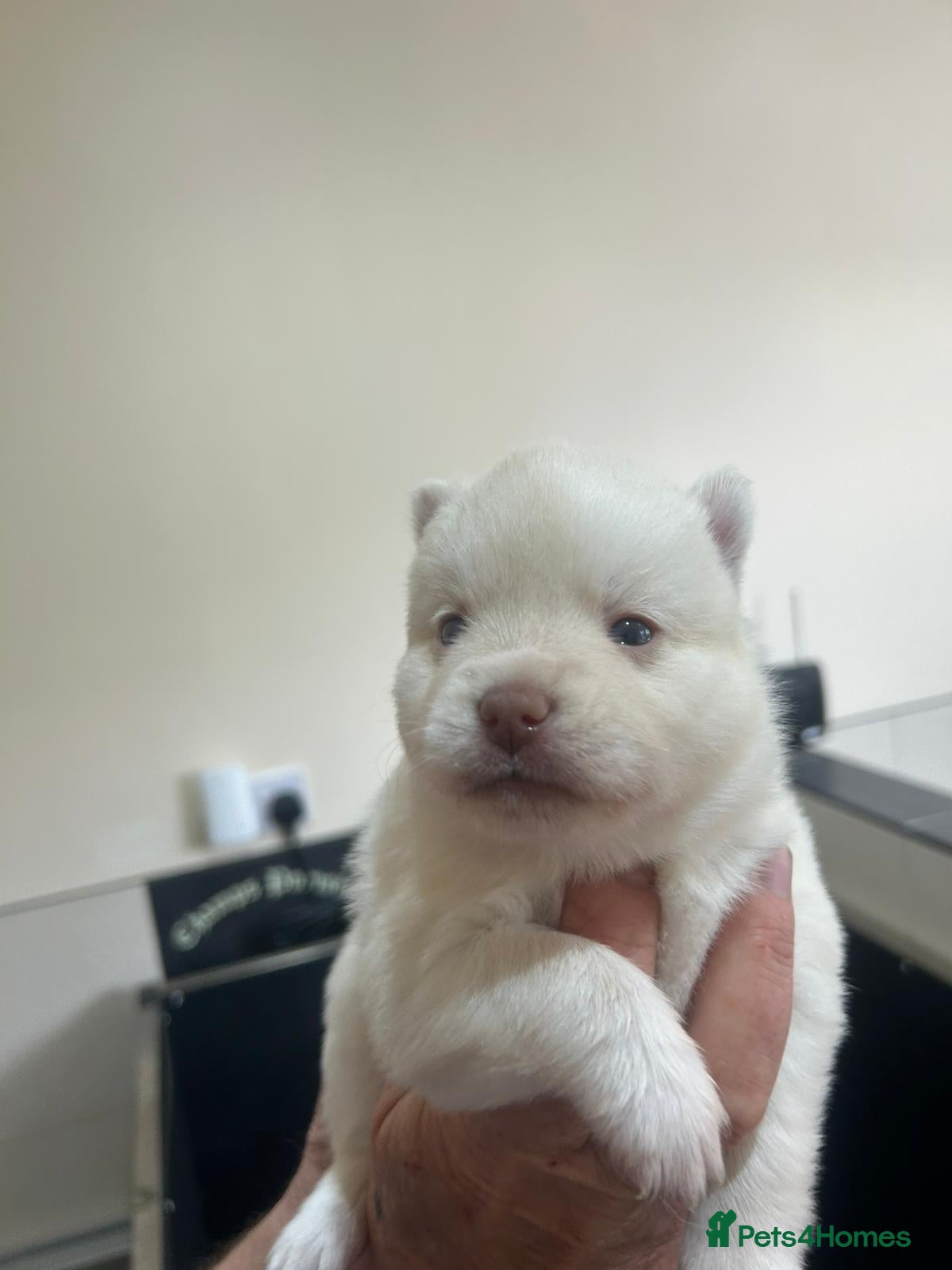 Pomsky dogs Pomsky Puppy's  - Advert 1