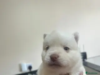 Pomsky dogs Pomsky Puppy's - Advert 1
