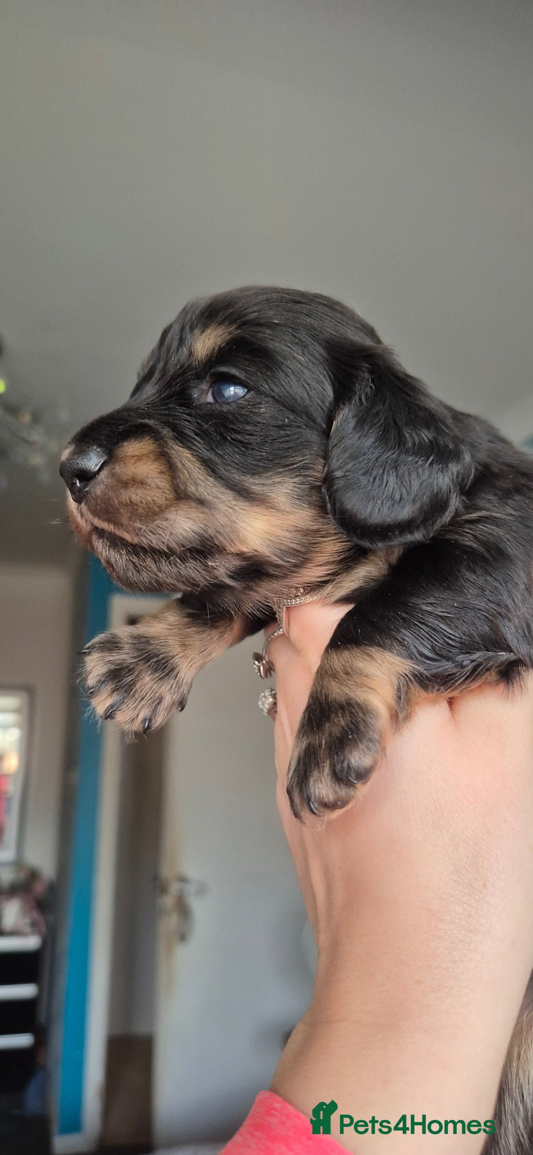 Miniature Dachshund dogs for sale: Long Haired Miniature Dachshund Pups - Advert 4