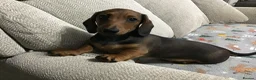 Miniature Dachshund dogs for sale: BEAUTIFUL TRUE TO TYPE BABIES - REDUCED 👀 🏡 - Advert 4