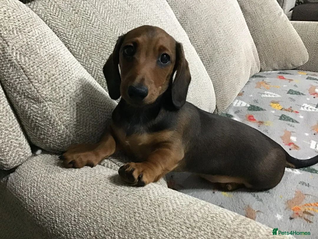 Miniature Dachshund dogs for sale: BEAUTIFUL TRUE TO TYPE BABIES - REDUCED 👀 🏡 - Advert 4