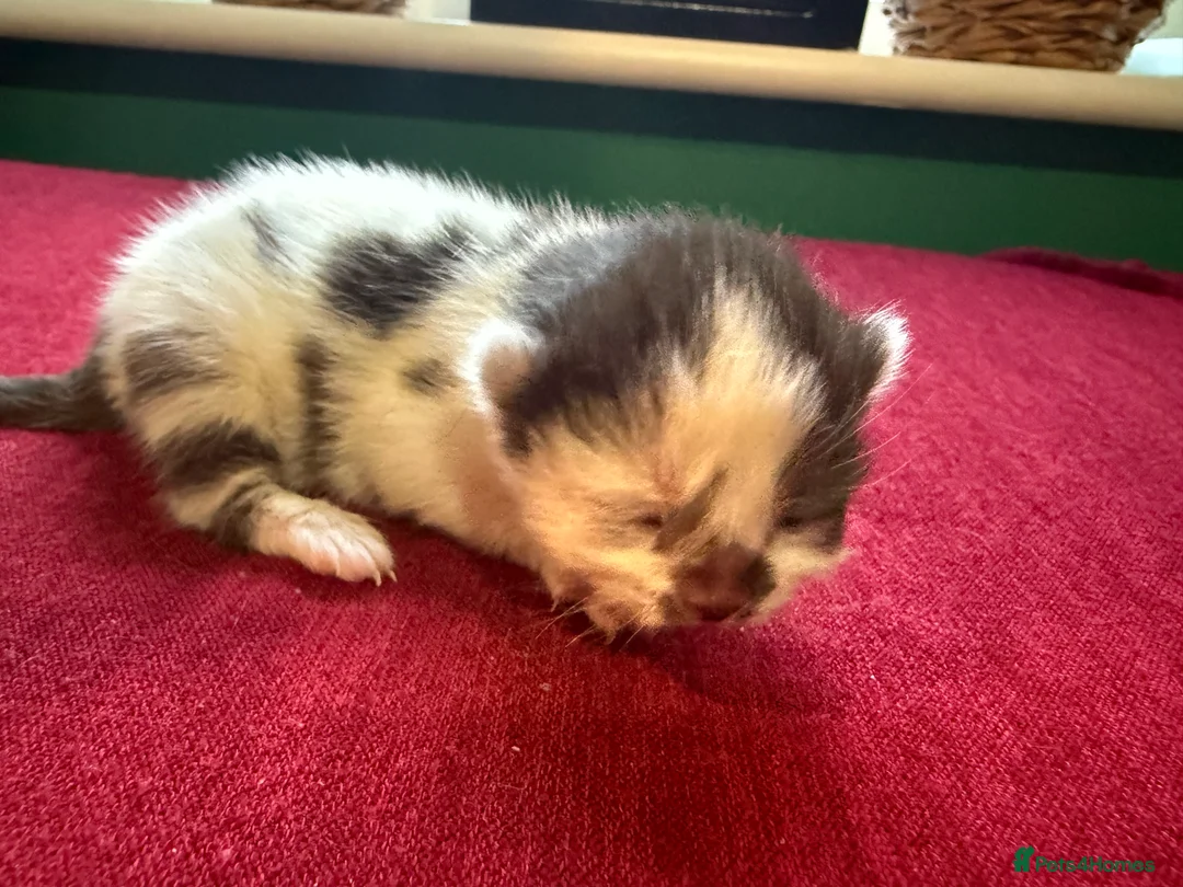 Norwegian Forest Cat cats for sale: 4 super loving fluffy kitties  - Advert 17