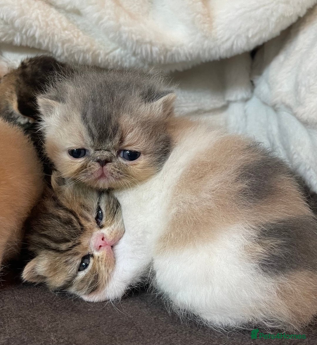 Exotic cats for sale: Stunning pedigree babies - ready to go!  - Advert 2