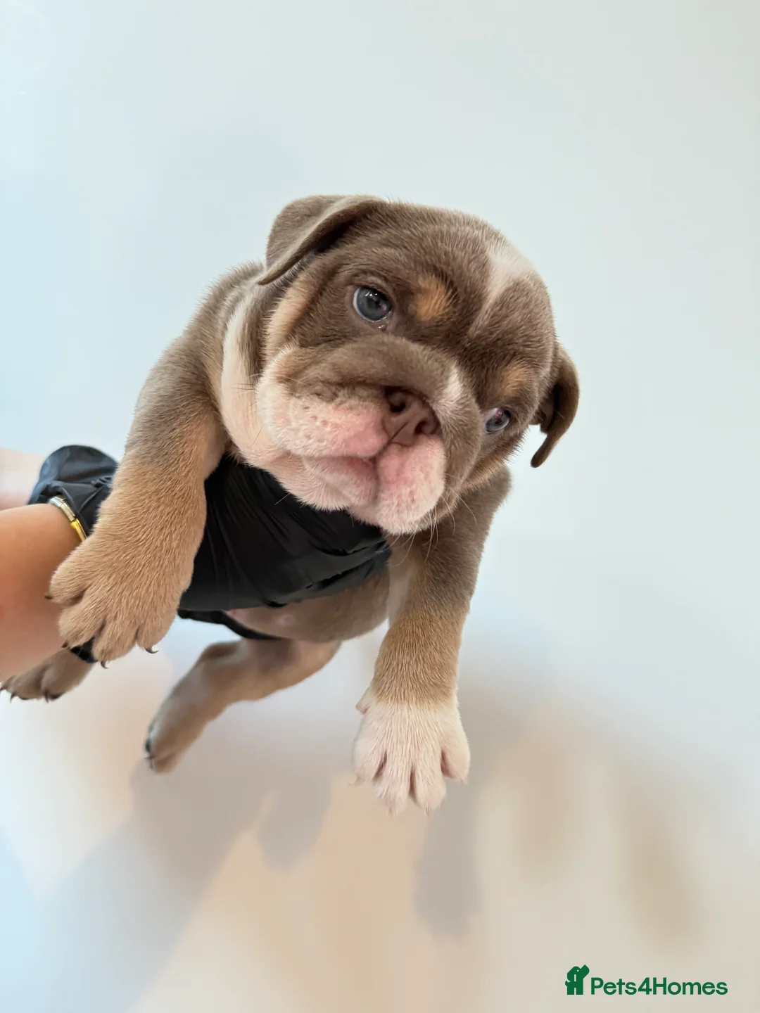 English Bulldog dogs for sale: Beautiful English Bulldog Pups!!! in Stratford-upon-Avon - Advert 14