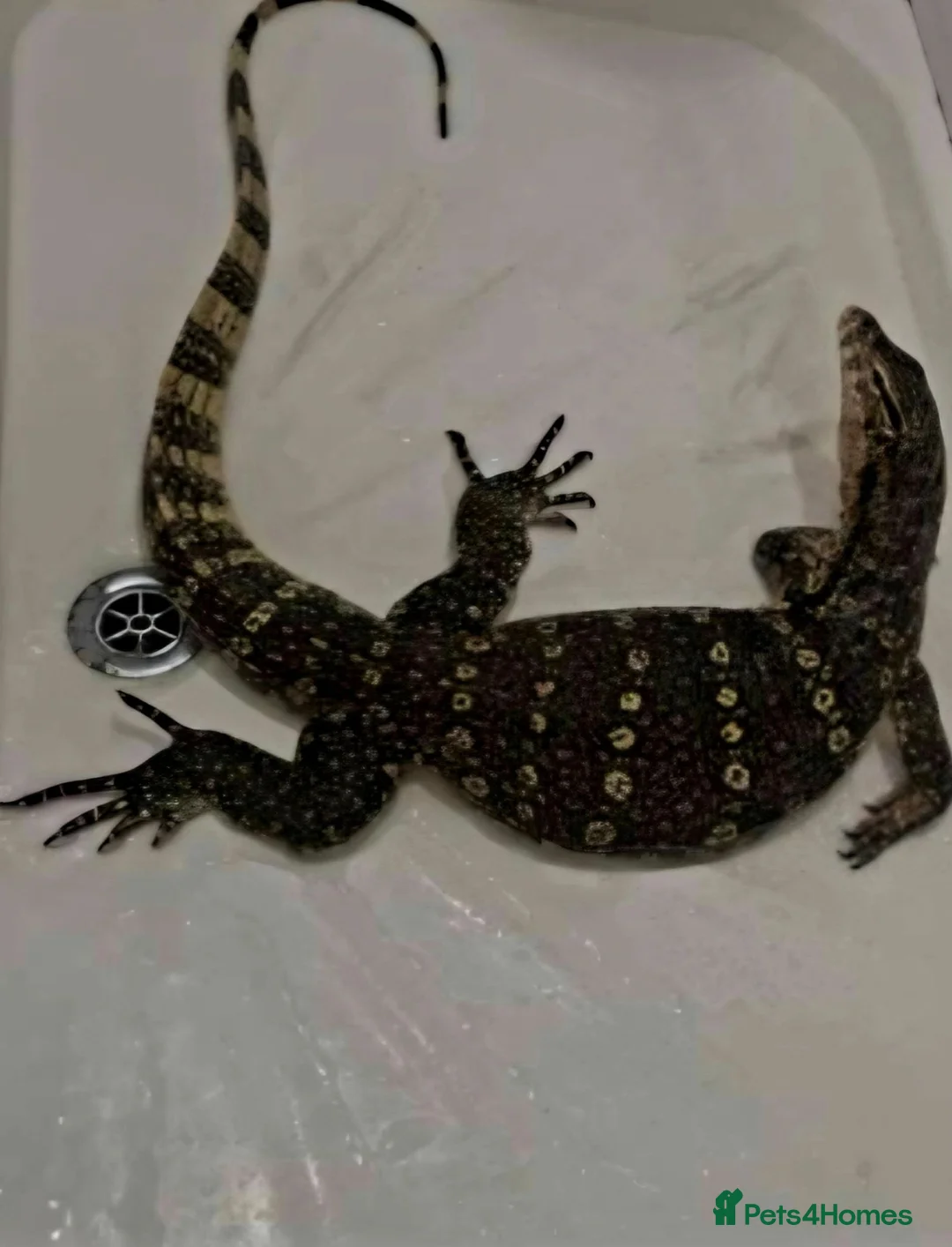 Monitor reptiles for sale: Male Asian Water Monitor  - Advert 4