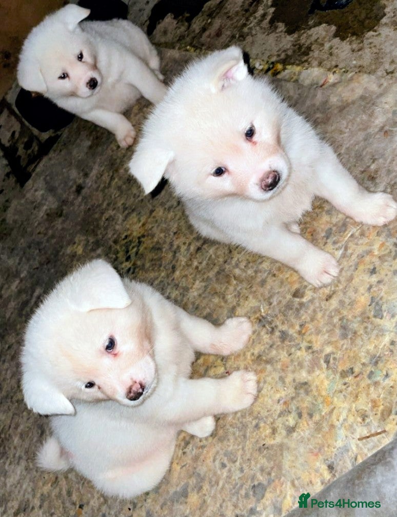 Japanese Akita Inu dogs Japanese Akita Puppies  - Advert 1