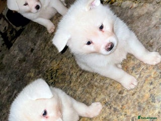 Japanese Akita Inu dogs Japanese Akita Puppies - Advert 7