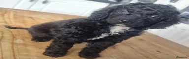 Cockapoo 3