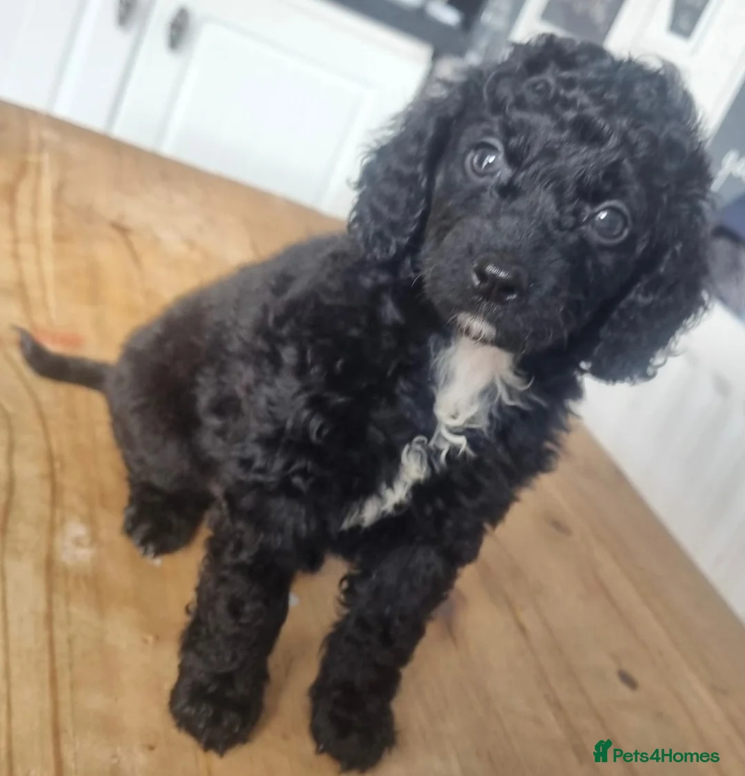 Cockapoo dogs for sale: Black cockapoo puppies - Advert 2