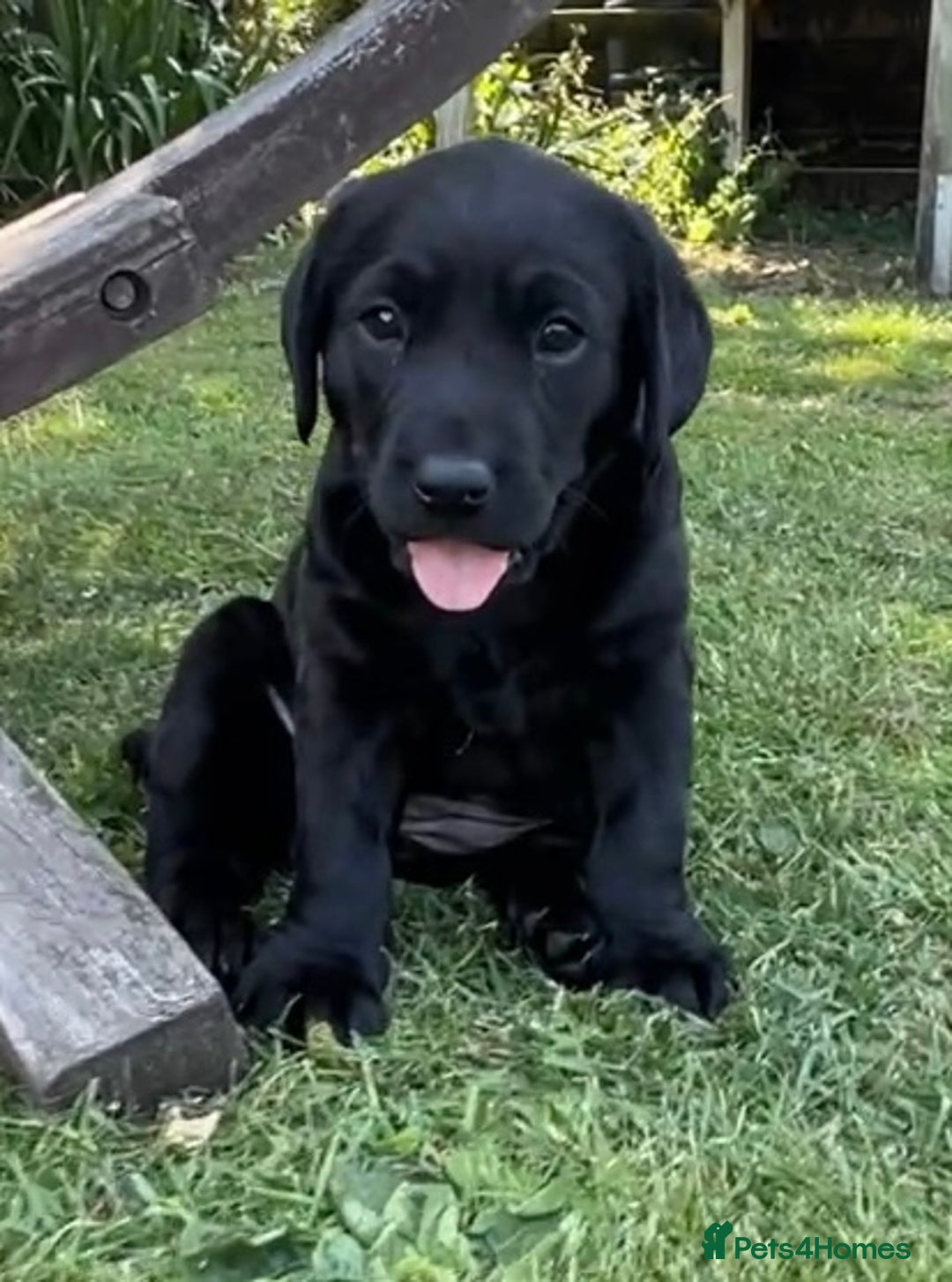 Labrador Retriever dogs for sale: Drakeshead Labrador Retriever  - Image 2