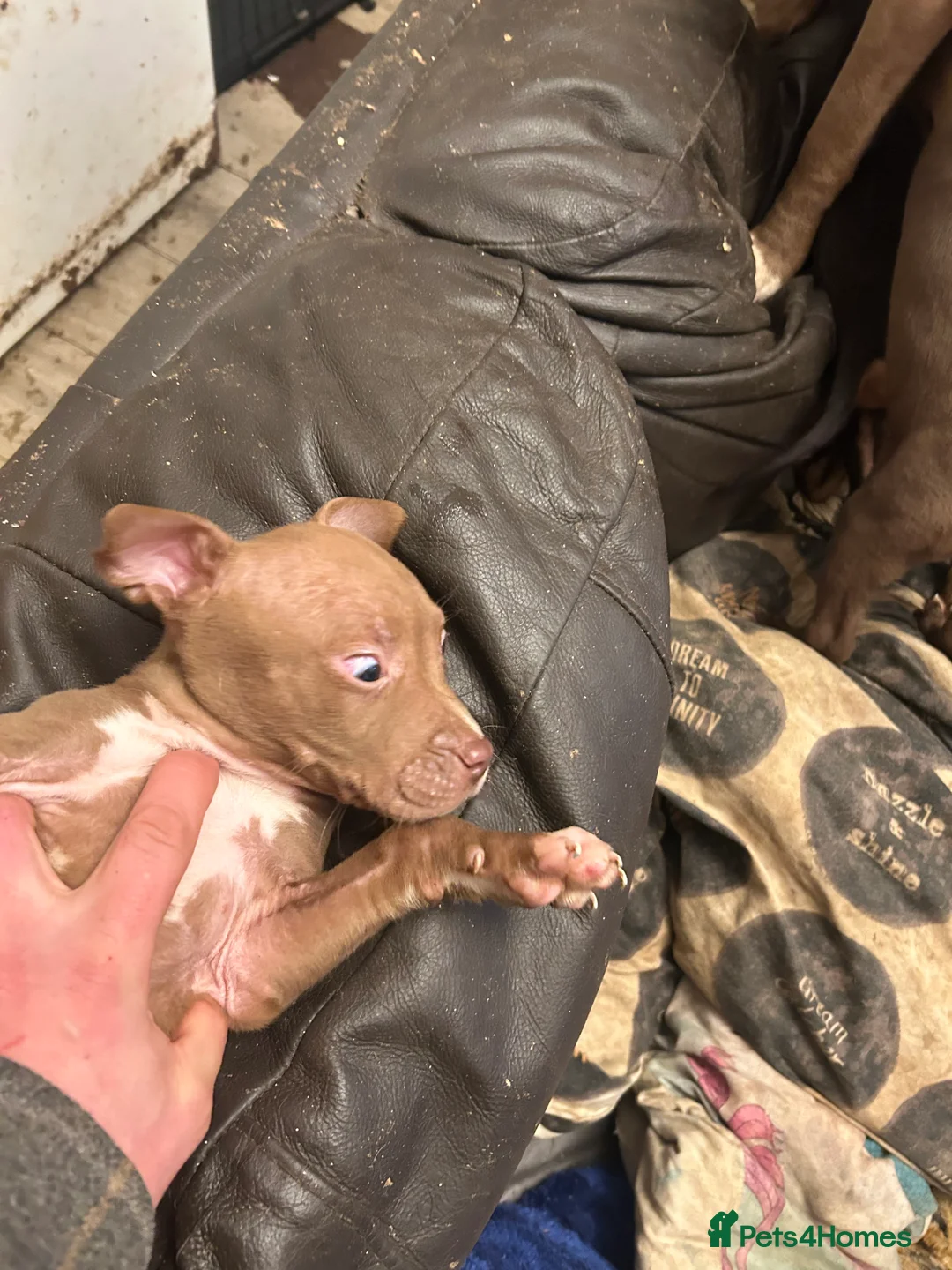 Staffordshire Bull Terrier dogs for sale: Puppies for sale - Advert 18