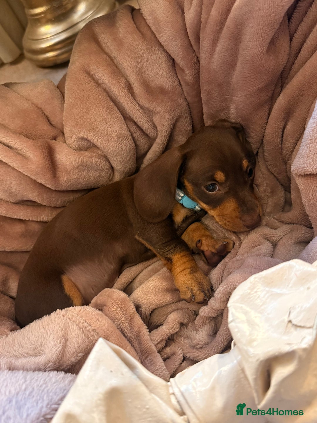 Dachshund dogs for sale: KC one little girl left STANDARD dachshund puppy  - Image 16