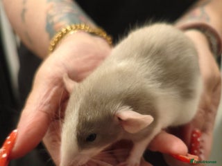 Rat rodents Adorable baby dumbo rats - Advert 7