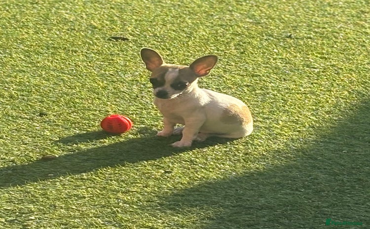 Chihuahua dogs - Advert 3