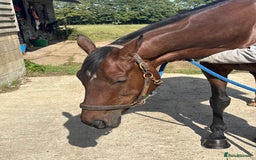 Irish Sports horses for sale: Teens horse / mother / daughter share - Image 30