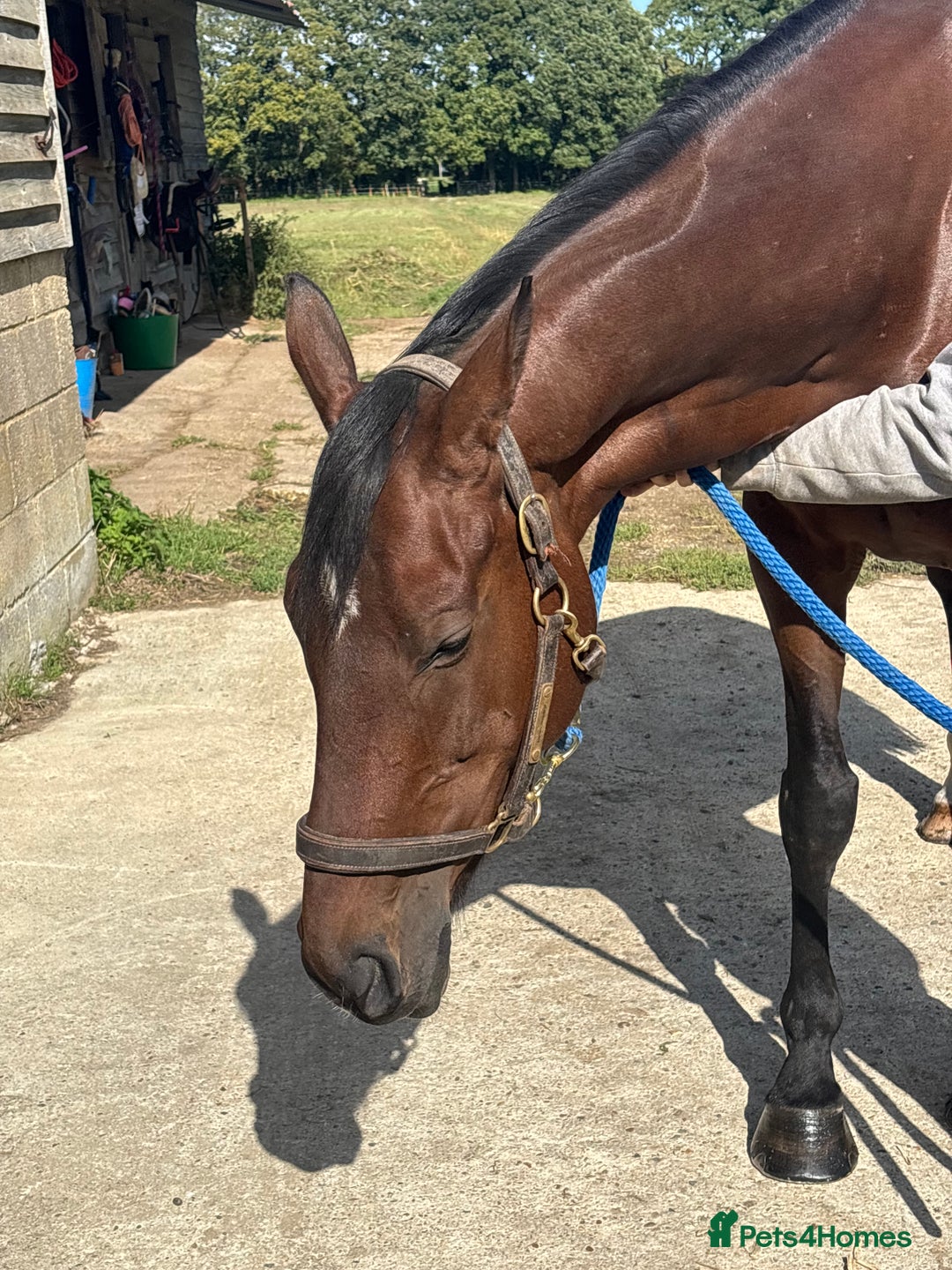 Irish Sports horses for sale: Teens horse / mother / daughter share - Image 30