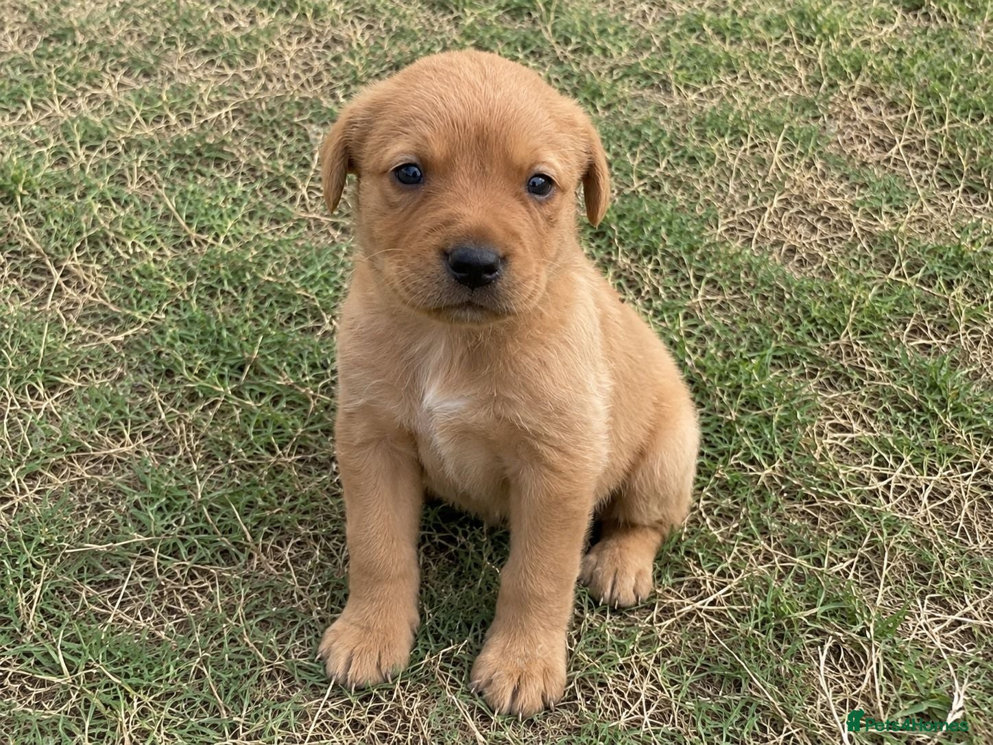 Labrador Retriever dogs Labrador Retriever puppies available - Advert 1