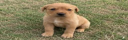 Labrador Retriever dogs for sale: Labrador Retriever puppies available in Birmingham - Advert 1