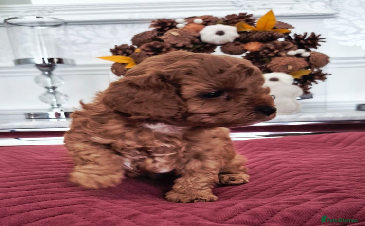 Cavapoo dogs - Advert 8