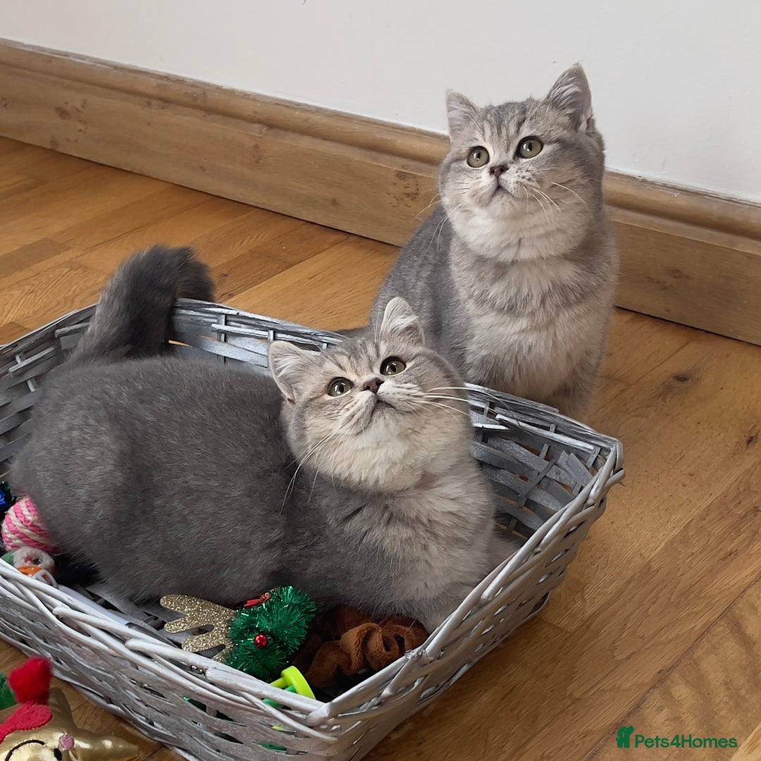 British Shorthair cats for sale: Remaining 2 TICA & GCCF British Shorthair Kittens - Advert 19