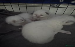 Ragdoll cats for sale: Absolutely Stunning litter of pure Ragdoll kittens - Image 18