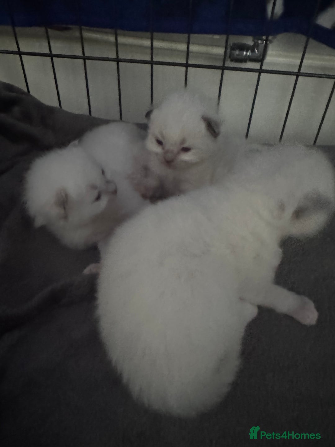 Ragdoll cats for sale: Absolutely Stunning litter of pure Ragdoll kittens - Image 18
