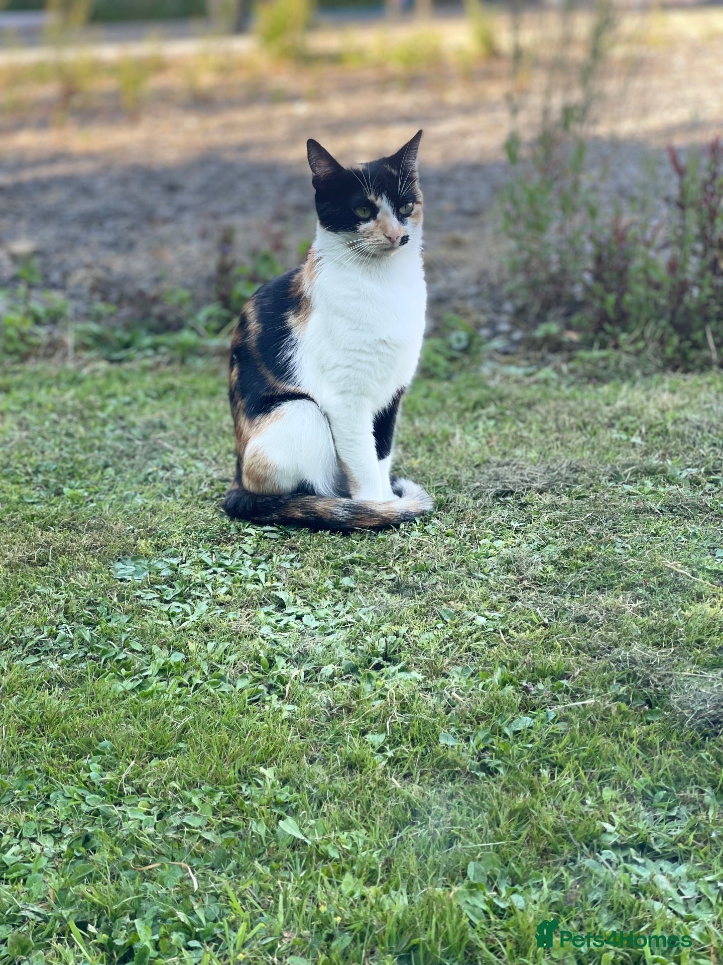 Mixed Breed cats Adorable Kittens Looking for Loving Homes - Advert 6